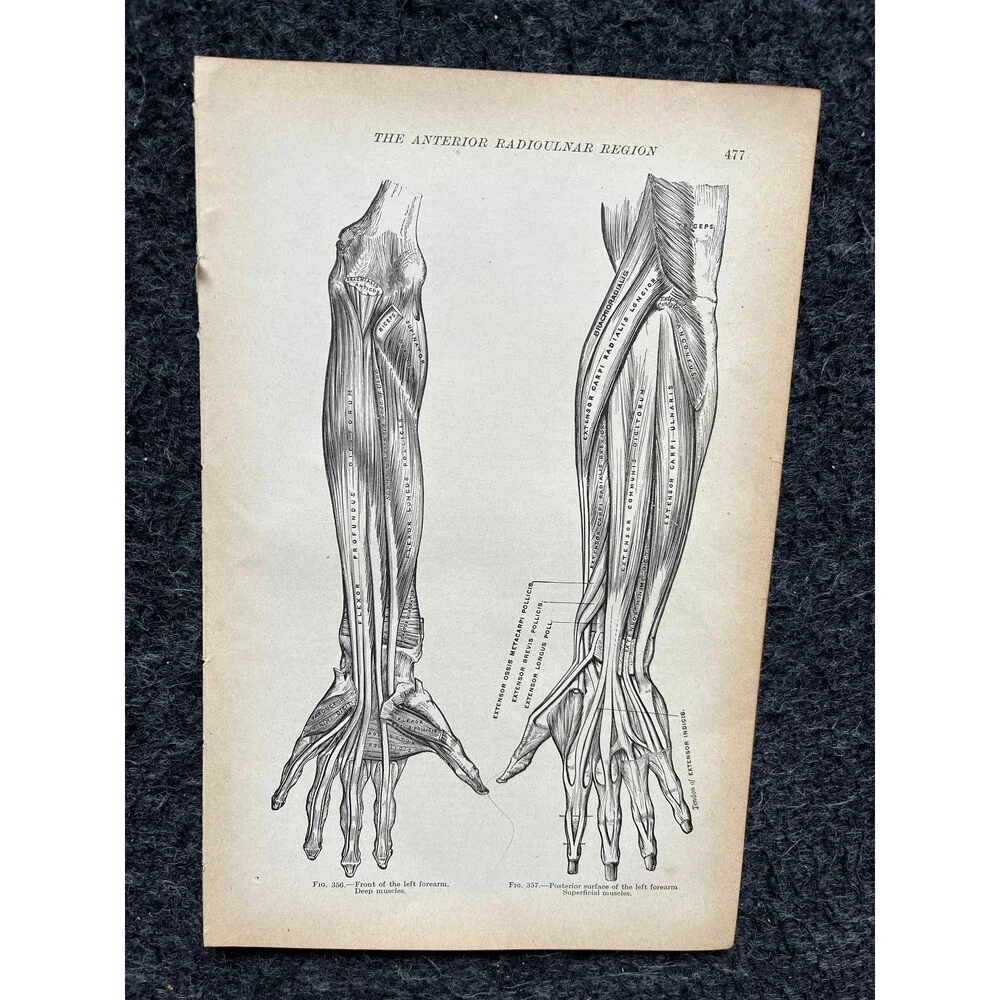 Original 1913 Anatomy Pages of Human Body, Anatomy Physiology Textbook Gifts, T